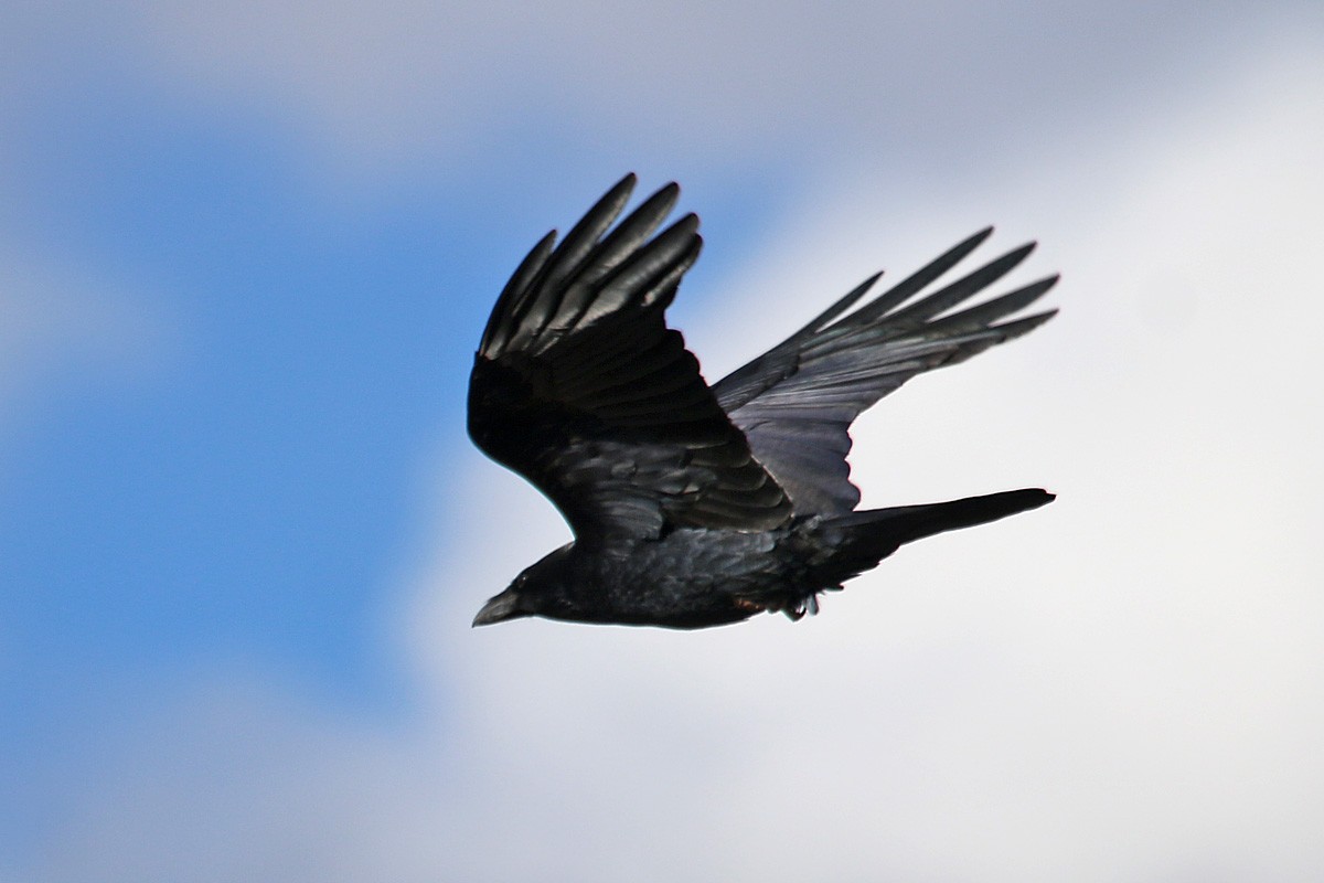 Chihuahuan Raven - ML141709461