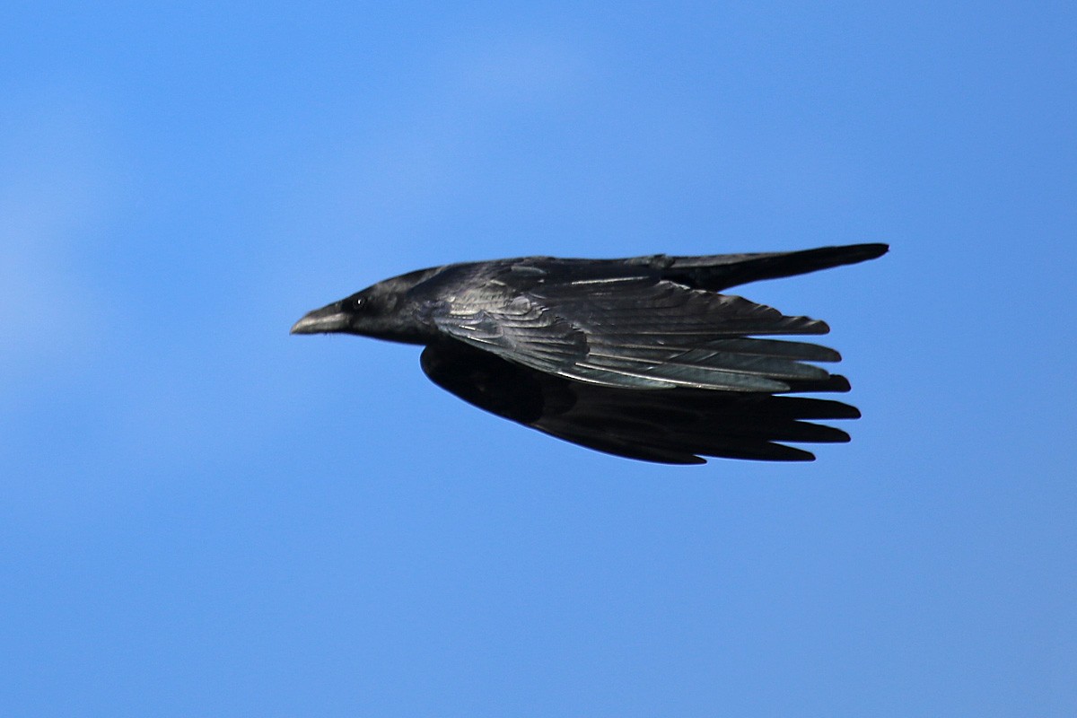 Chihuahuan Raven - ML141709471