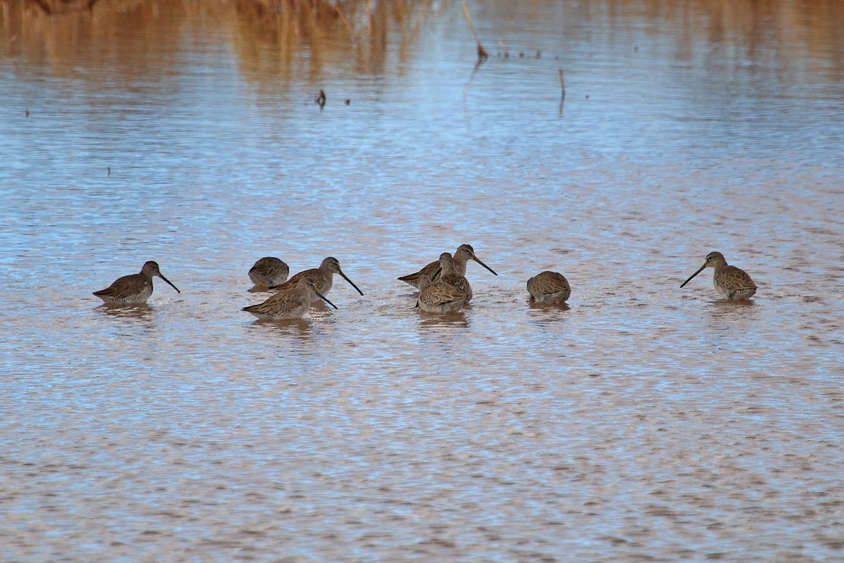 Long-billed Dowitcher - ML141709511