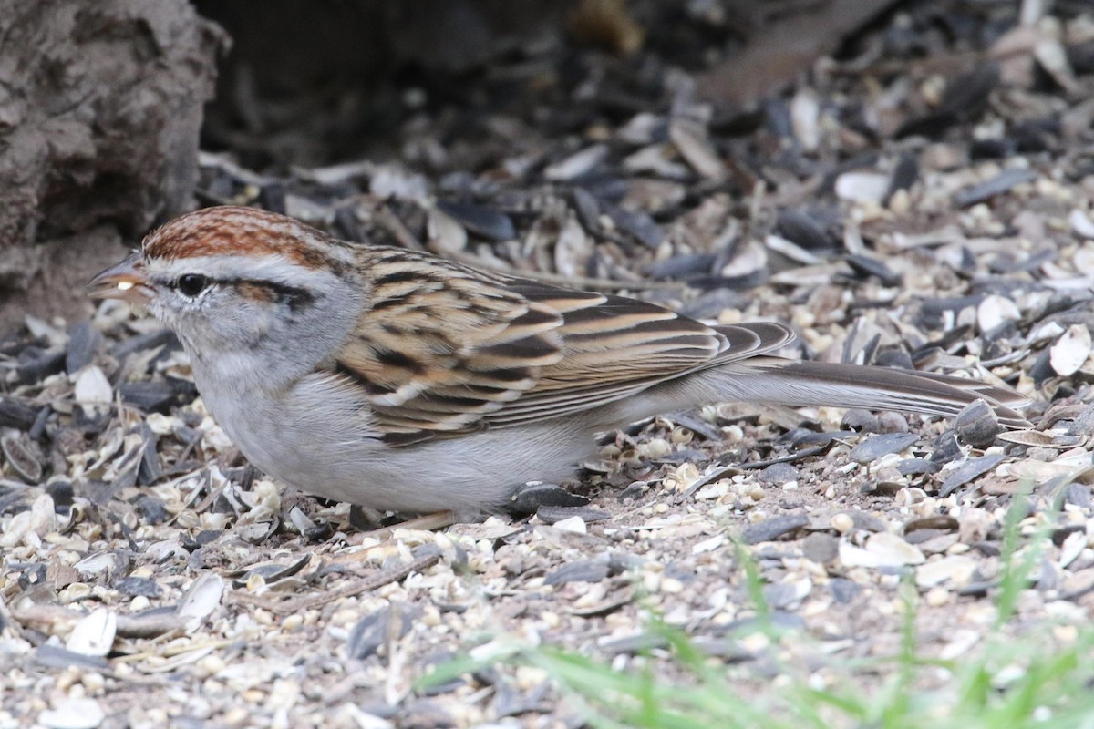 Chipping Sparrow - ML141709741