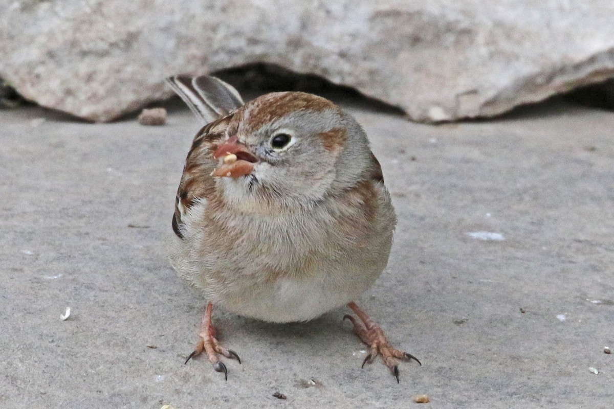 Field Sparrow - Galen  Stewart