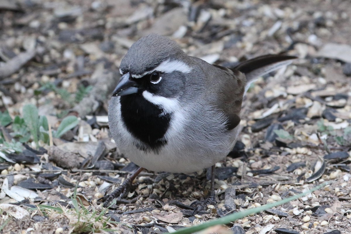 Black-throated Sparrow - ML141709861