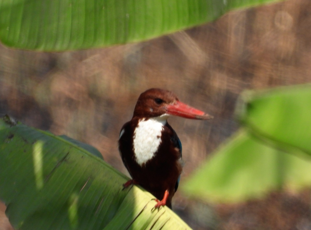 White-throated Kingfisher - Kalpesh Gaitonde
