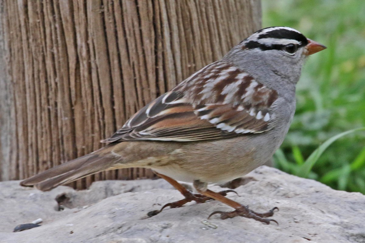 White-crowned Sparrow - ML141709941