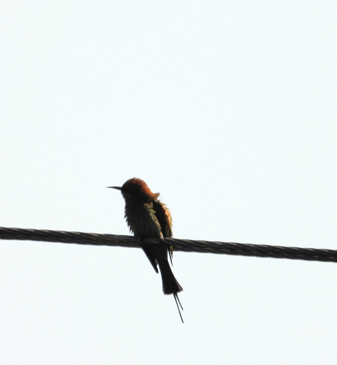 Asian Green Bee-eater - Kalpesh Gaitonde