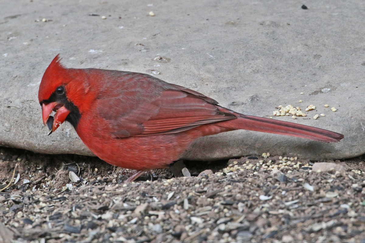 Northern Cardinal - ML141710031