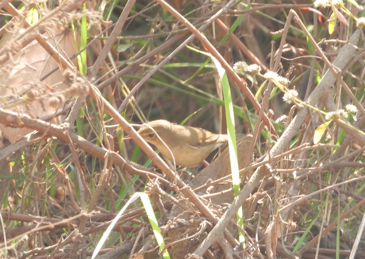 Blyth's Reed Warbler - Kalpesh Gaitonde
