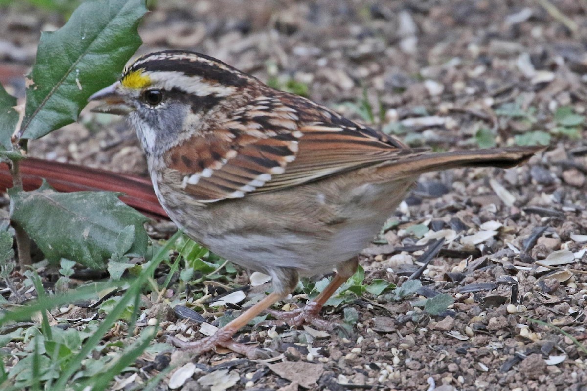 White-throated Sparrow - Galen  Stewart