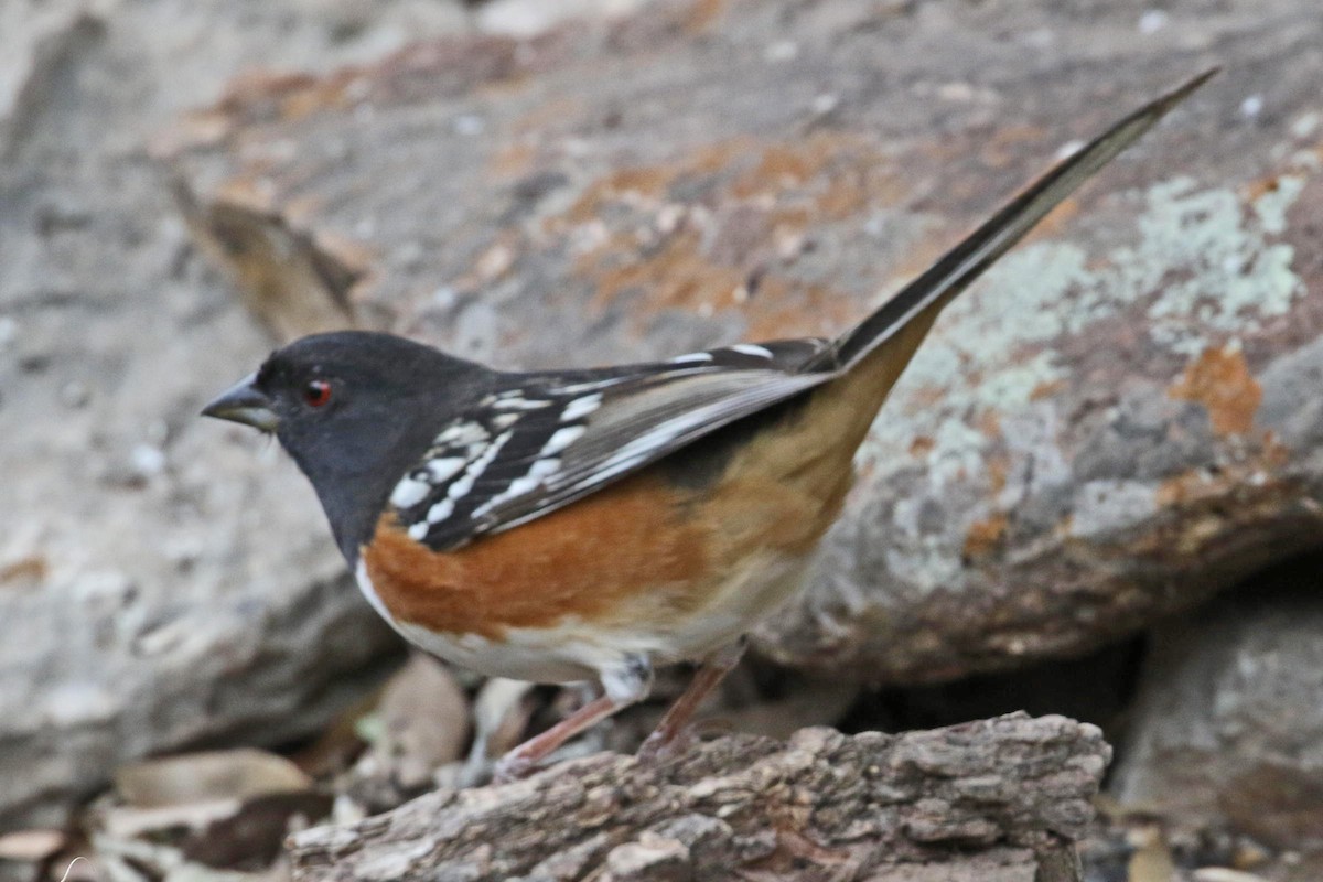 Spotted Towhee - ML141710321