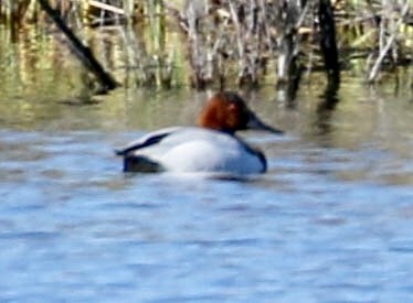 Canvasback - Teresa Connell