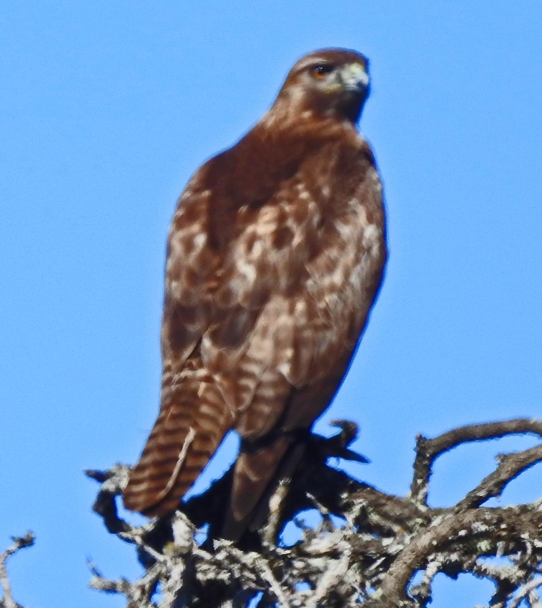 Red-tailed Hawk - ML141711171