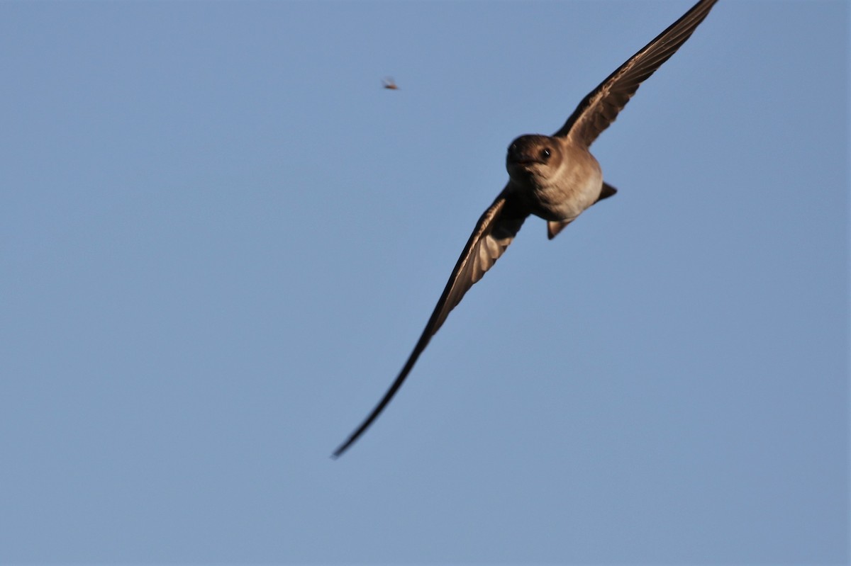 Northern Rough-winged Swallow - ML141712121