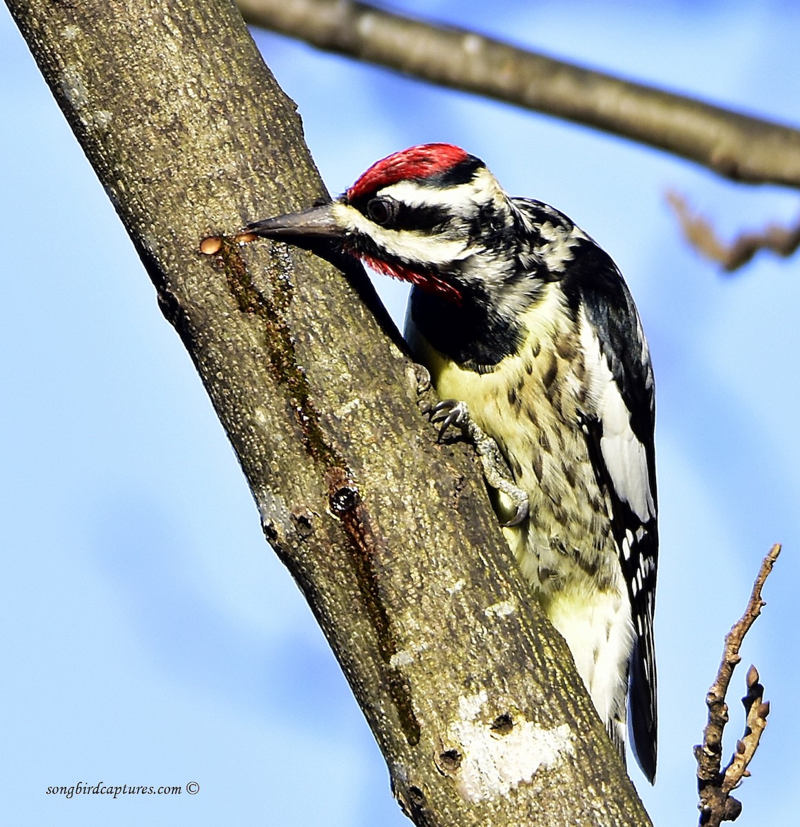 Yellow-bellied Sapsucker - Candace Casey