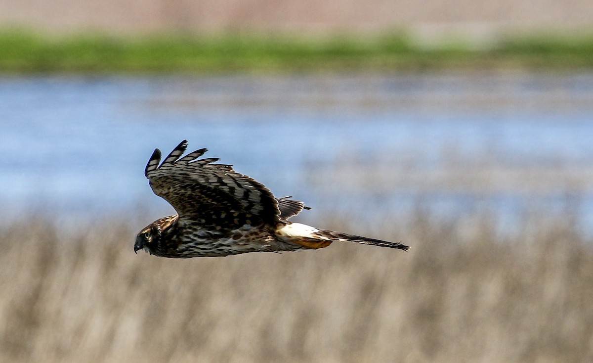 Northern Harrier - Teresa Connell