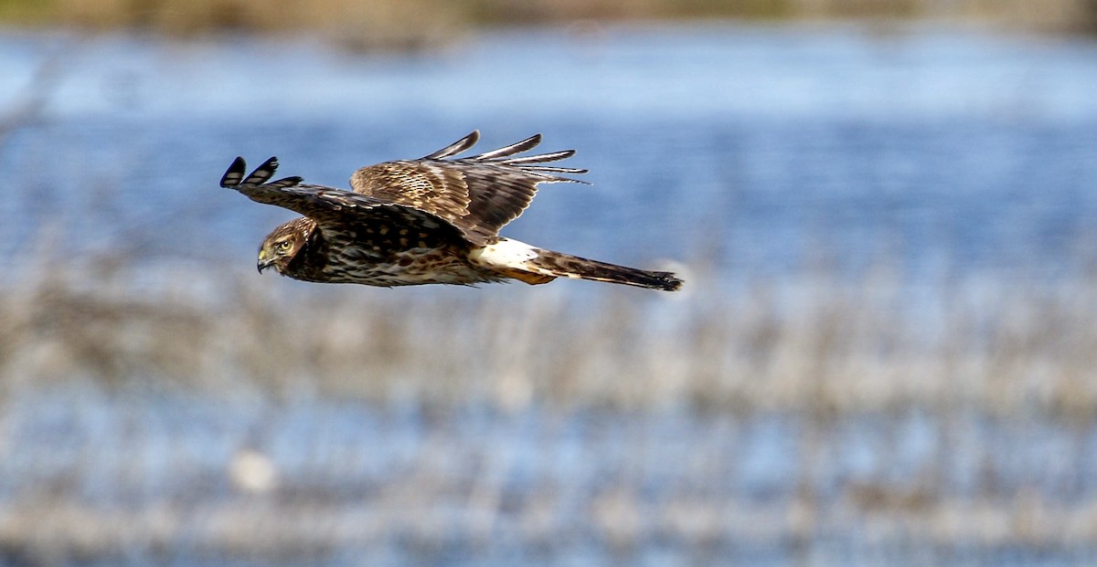 Northern Harrier - Teresa Connell