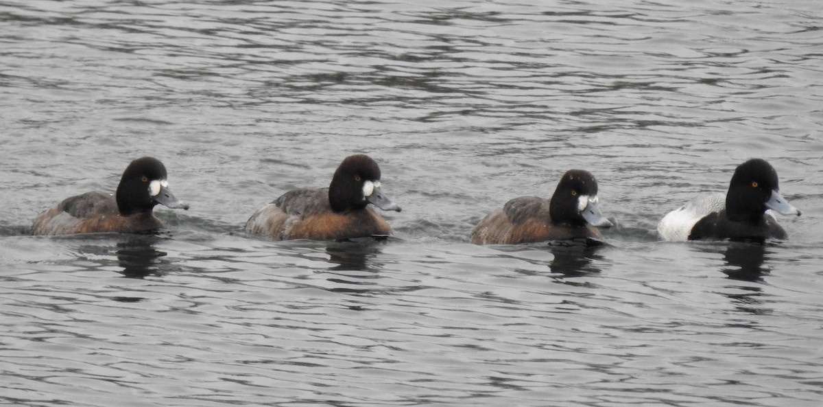 Greater Scaup - ML141712931