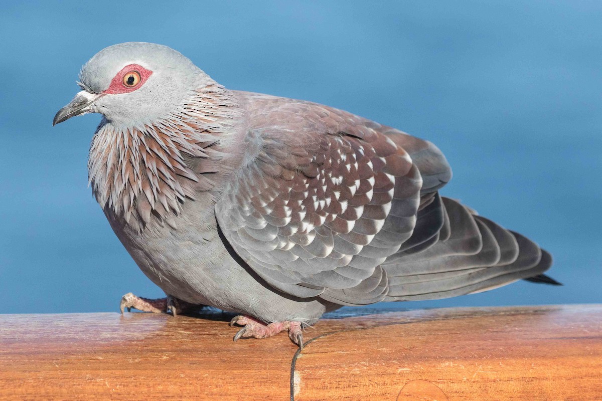 Speckled Pigeon - Eric VanderWerf