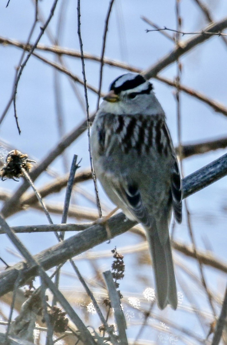 White-crowned Sparrow - Teresa Connell