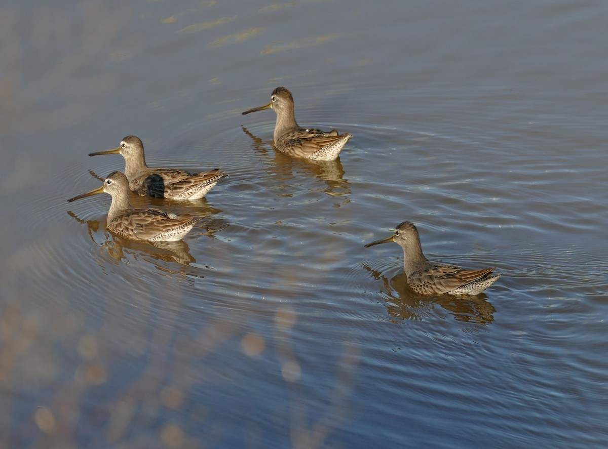 Long-billed Dowitcher - Kitty ONeil