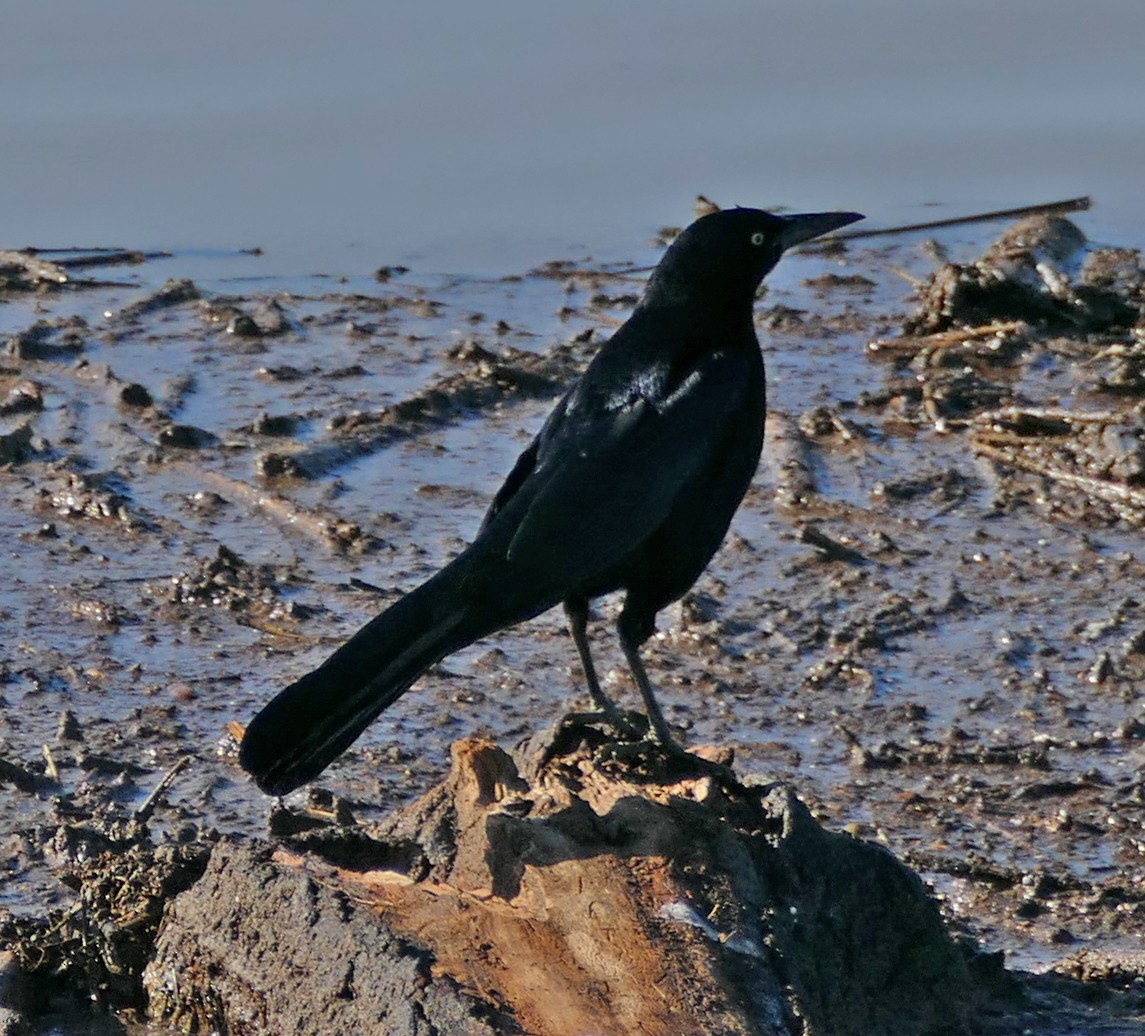Great-tailed Grackle - Kitty ONeil