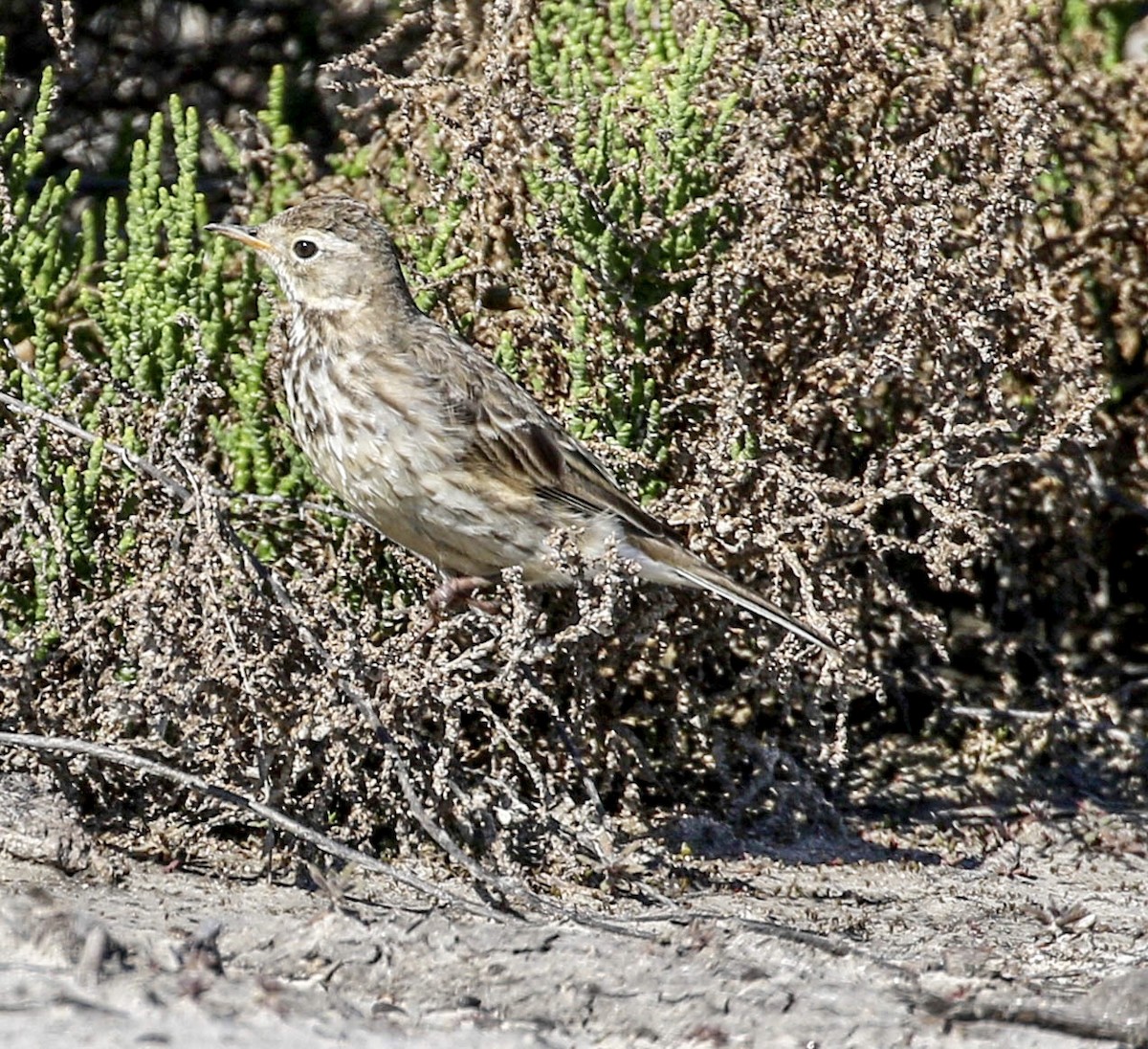 American Pipit - Teresa Connell