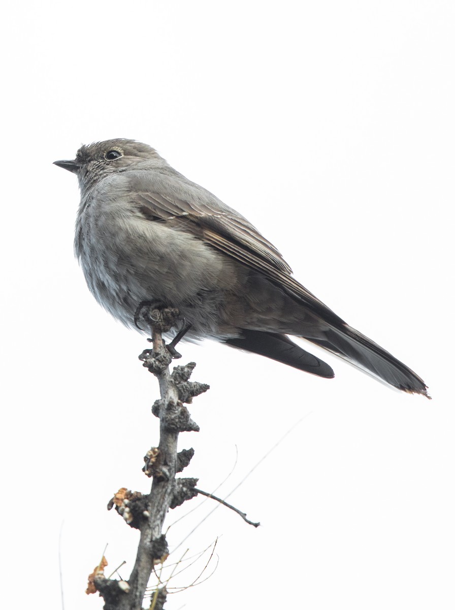 Townsend's Solitaire - Rhys Marsh