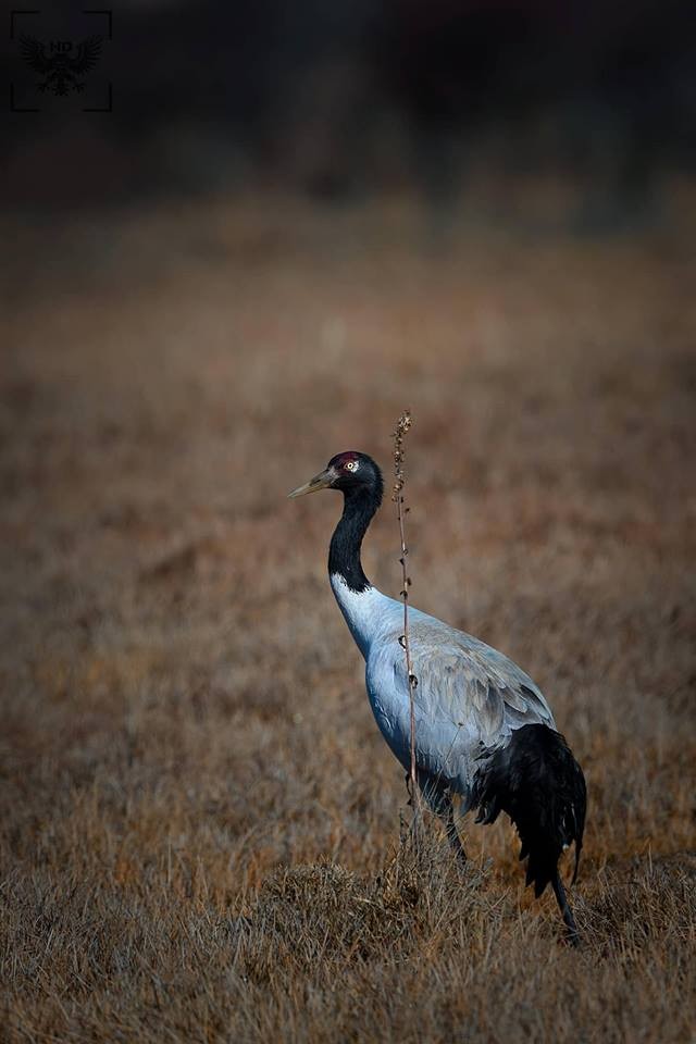 Black-necked Crane - Hemant Dhadnekar