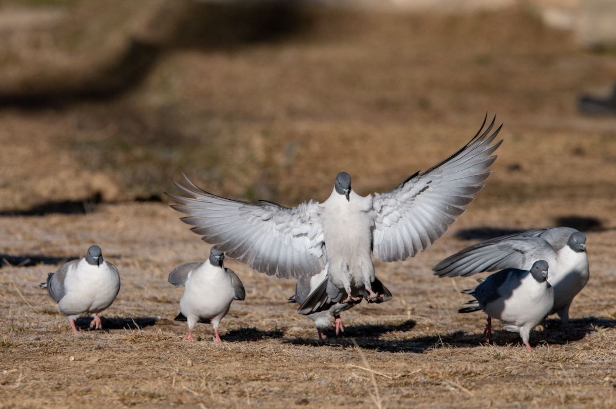 Snow Pigeon - Hemant Dhadnekar