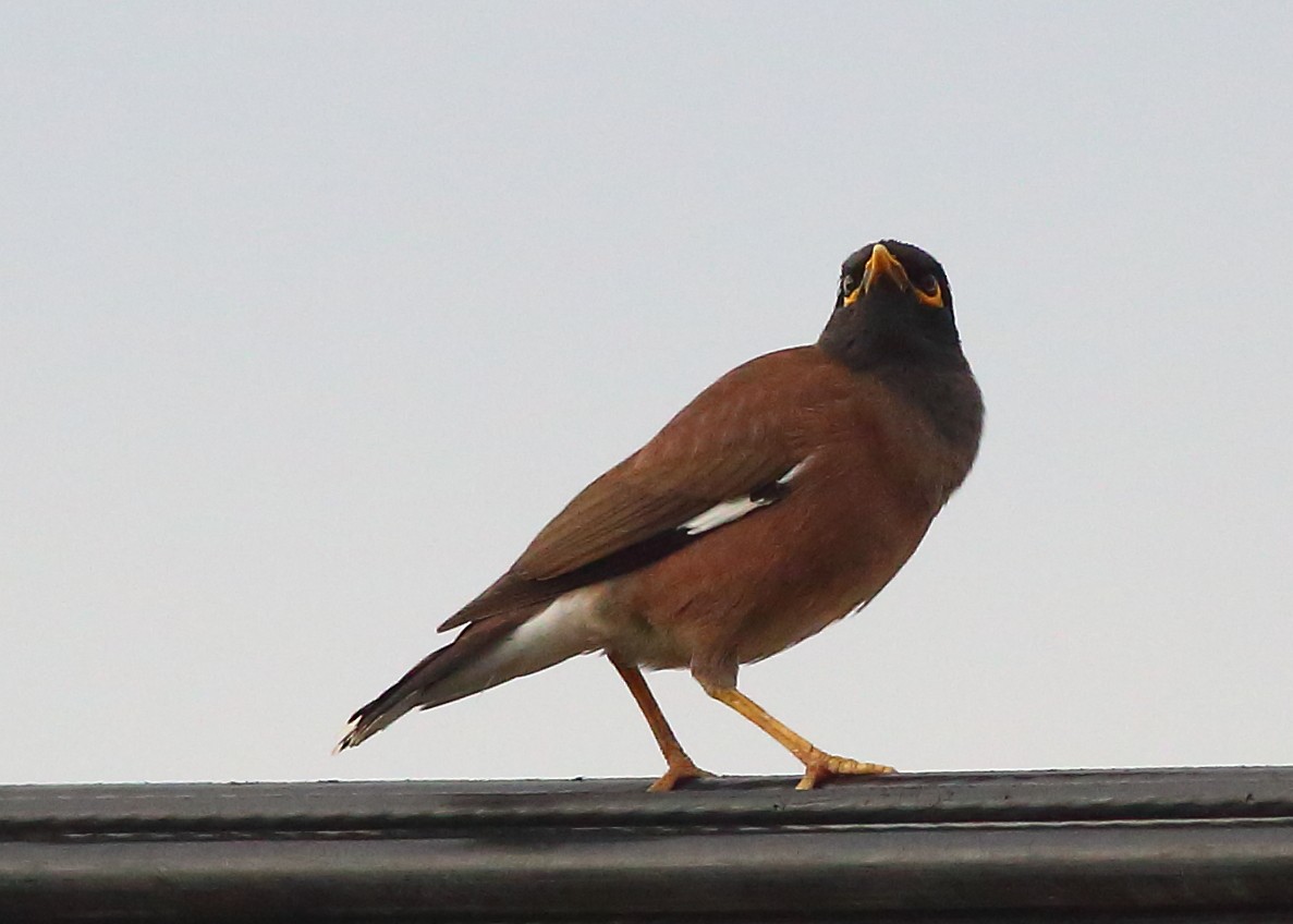Common Myna - Piming Kuo