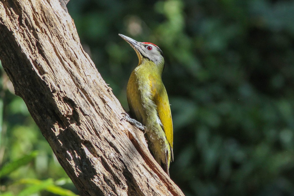 Gray-headed Woodpecker - ML141716851