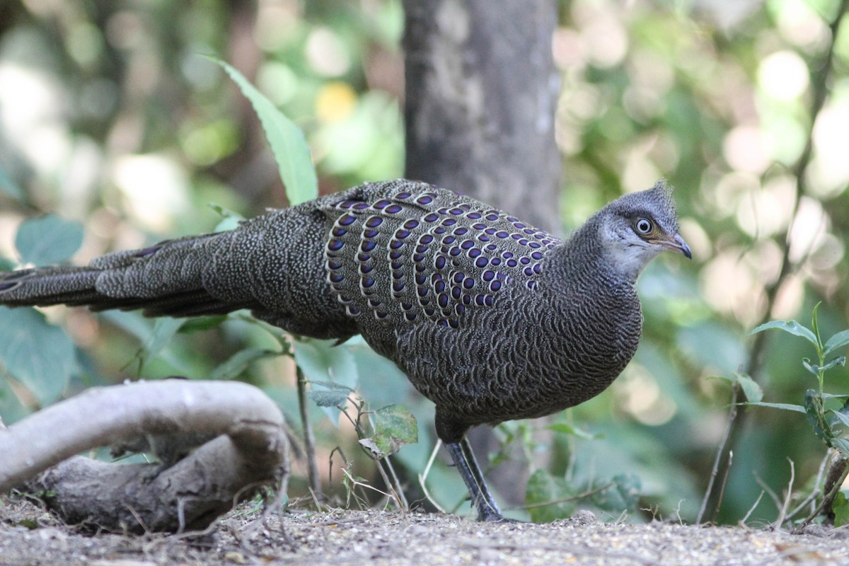 Gray Peacock-Pheasant - ML141716911