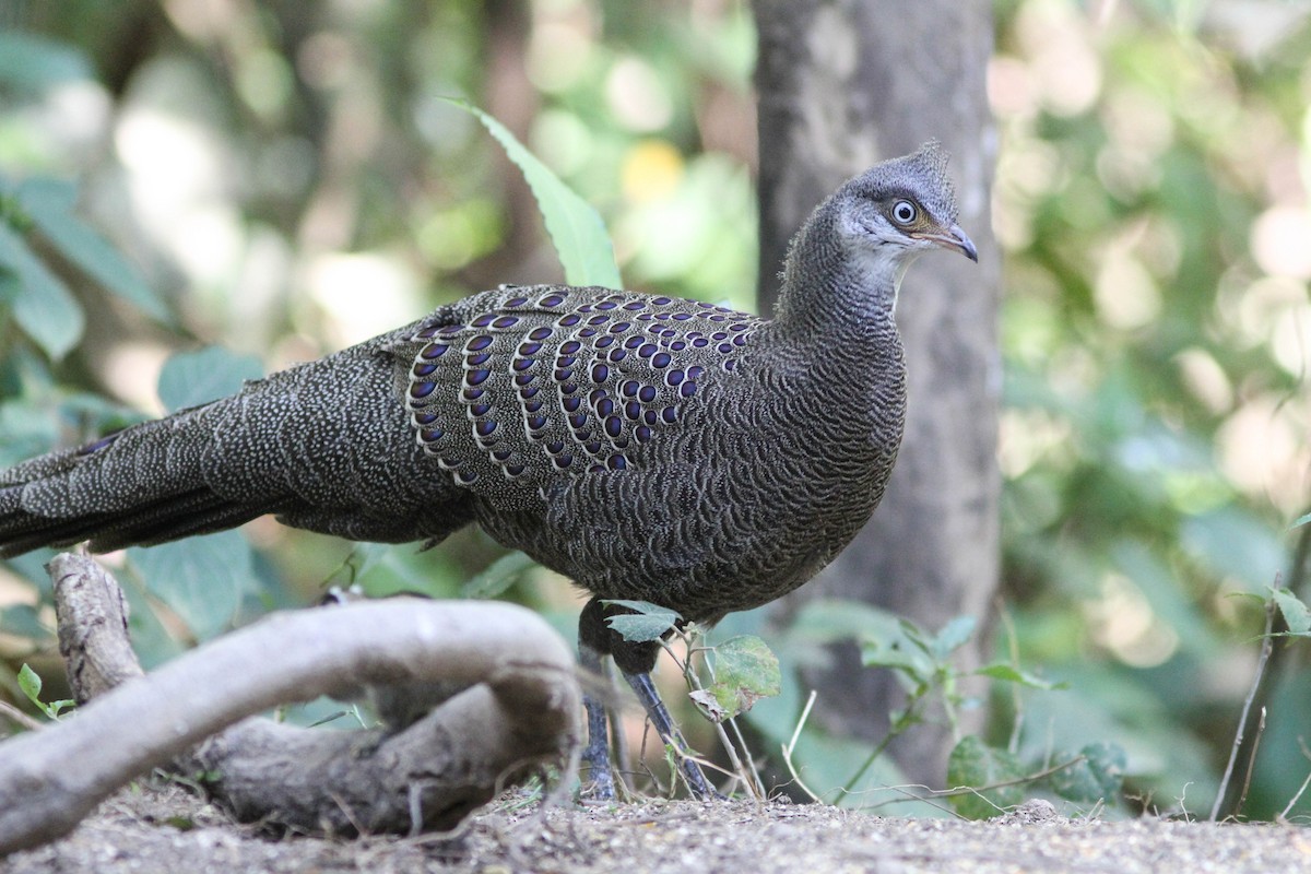 Gray Peacock-Pheasant - ML141716961