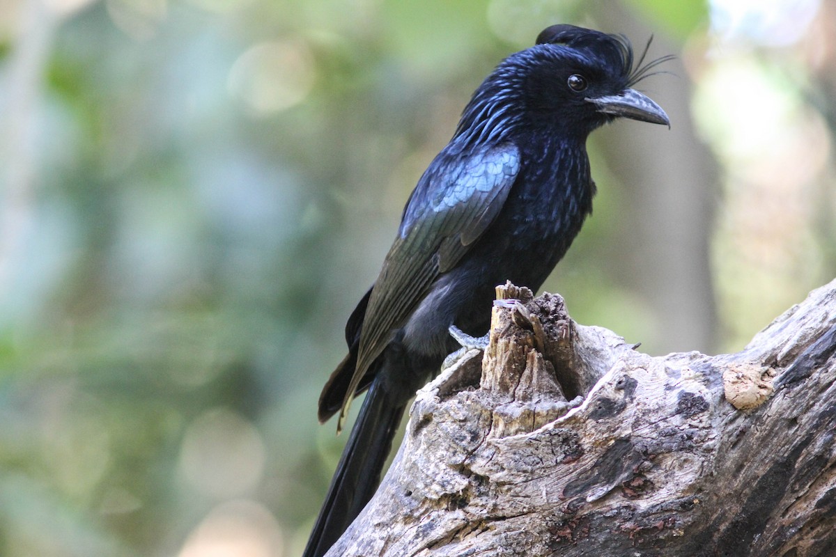 Greater Racket-tailed Drongo - Paul Hyde