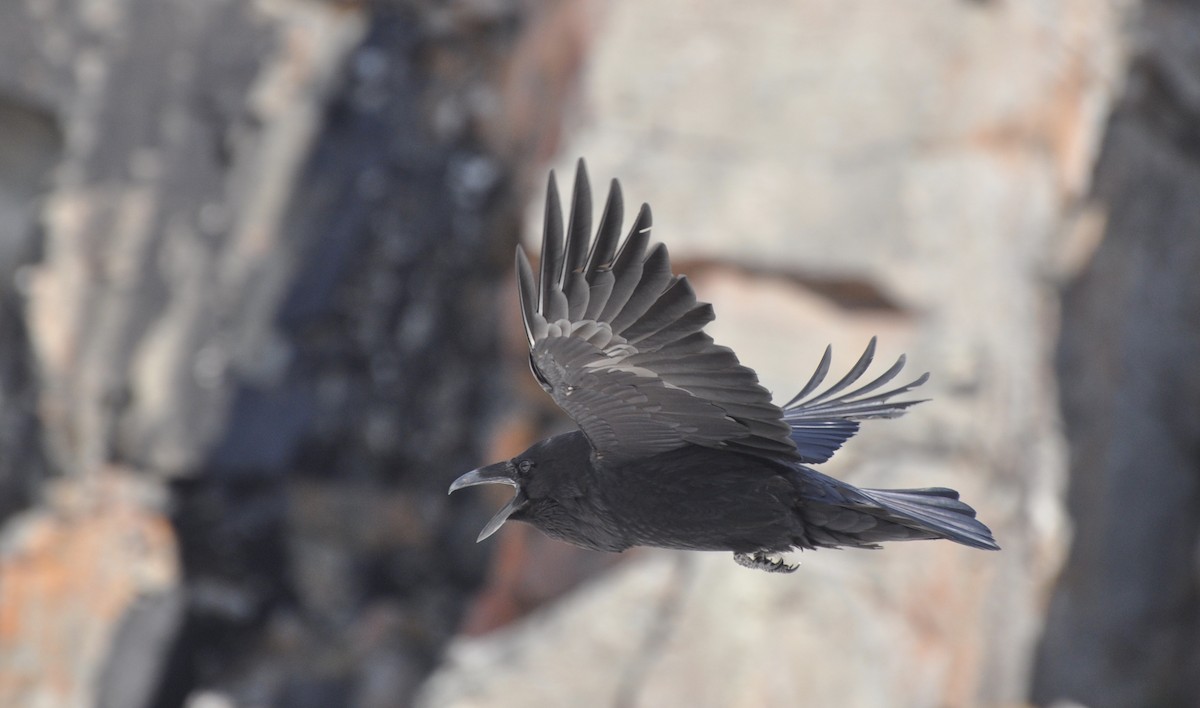 Common Raven - Reid Hildebrandt
