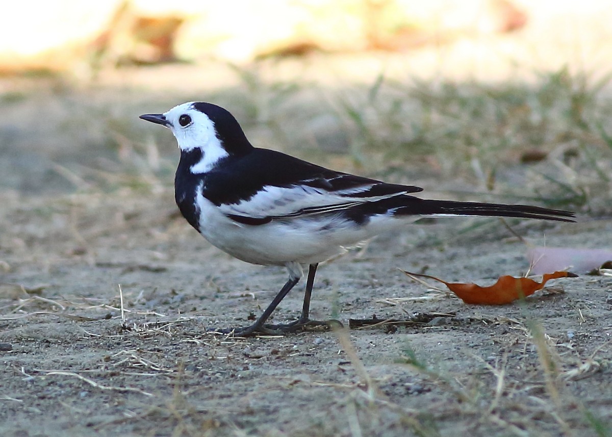 White Wagtail - Piming Kuo