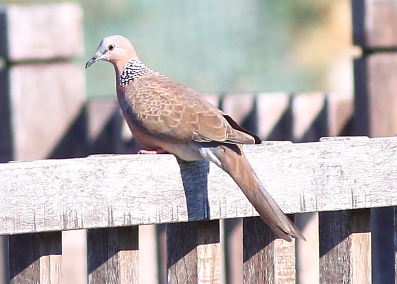 Spotted Dove - Piming Kuo