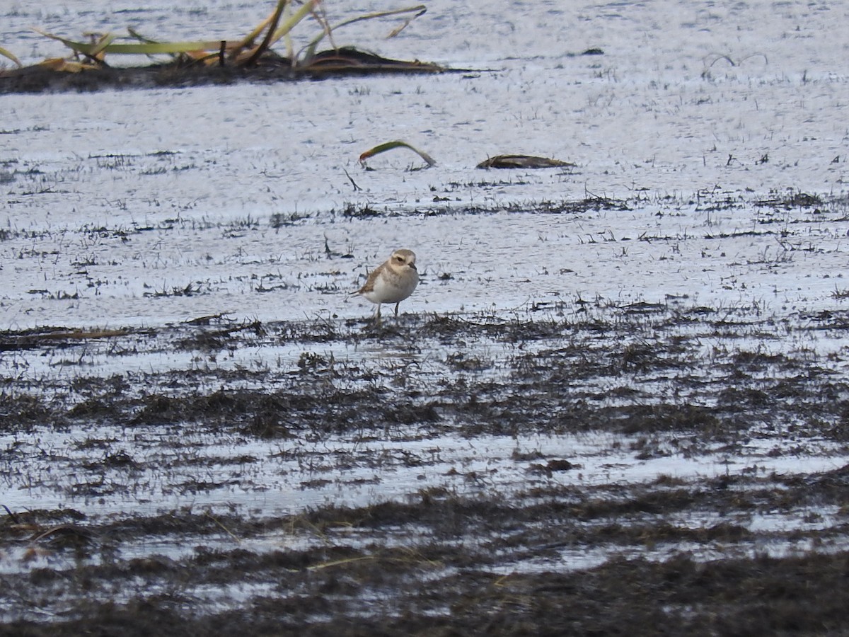 Double-banded Plover - George Vaughan