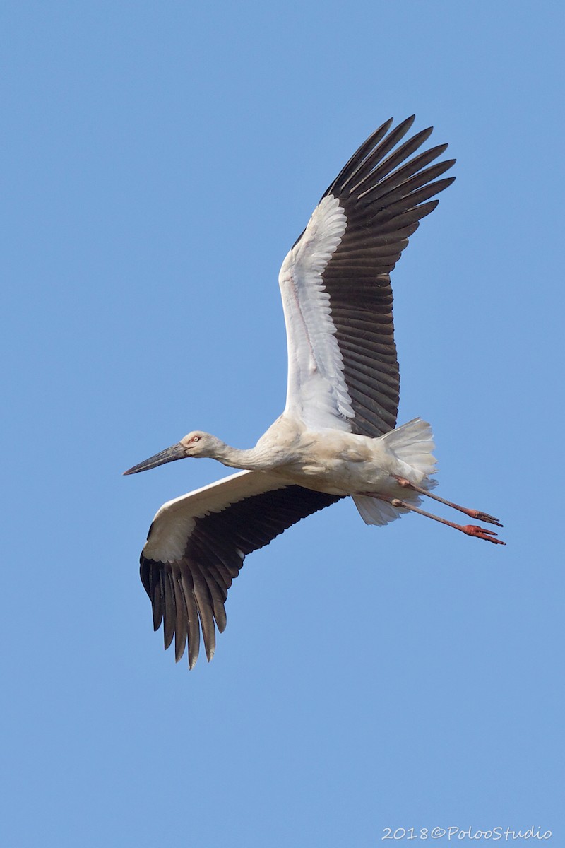 Oriental Stork - Wei Yan