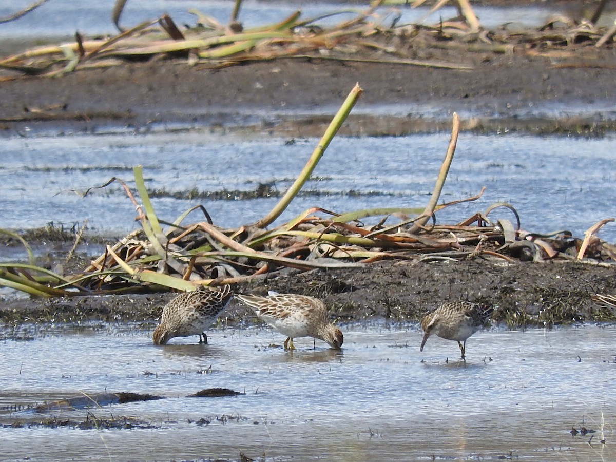 Sharp-tailed Sandpiper - George Vaughan