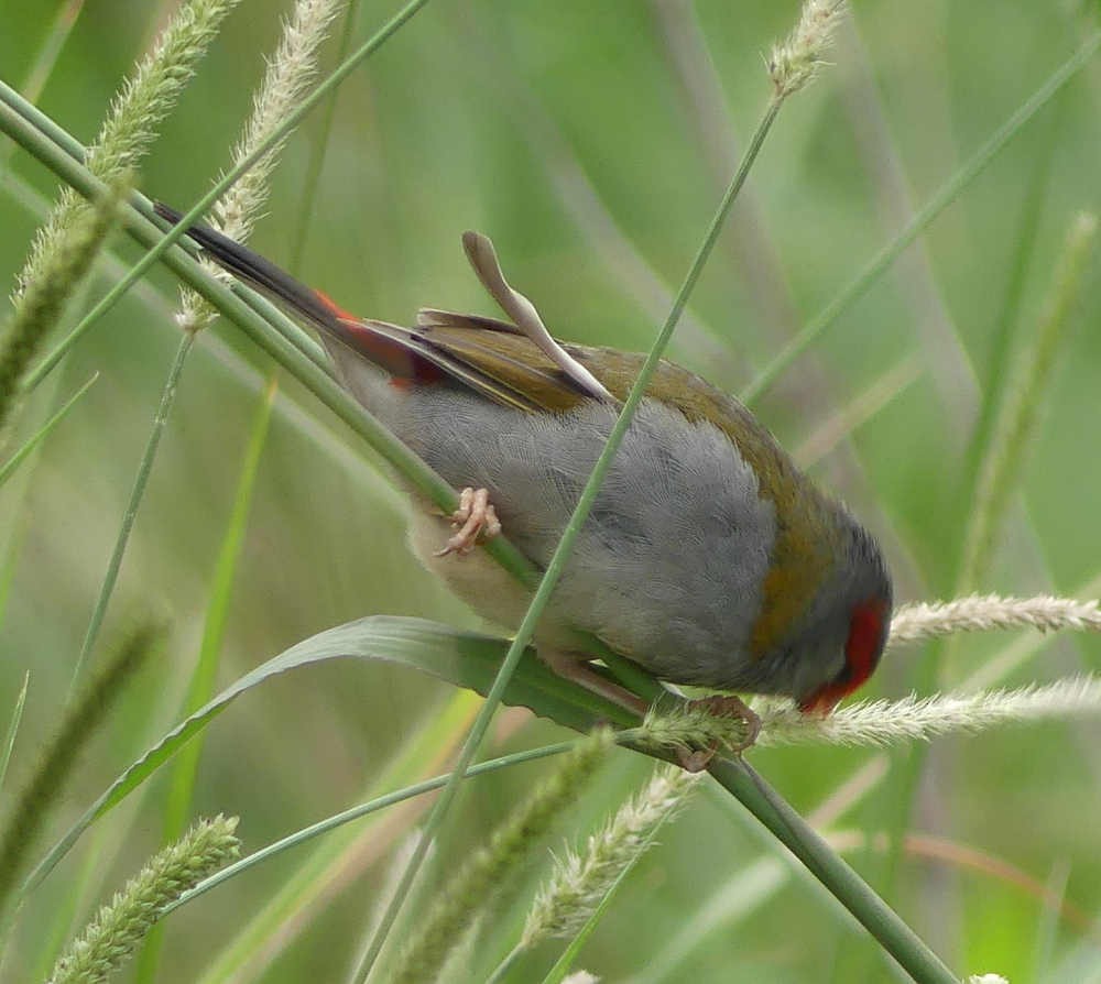 Red-browed Firetail - ML141721131