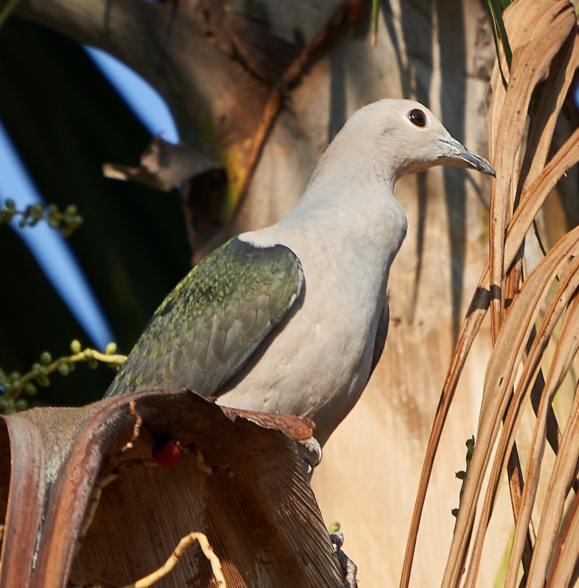Green Imperial-Pigeon - ML141722251