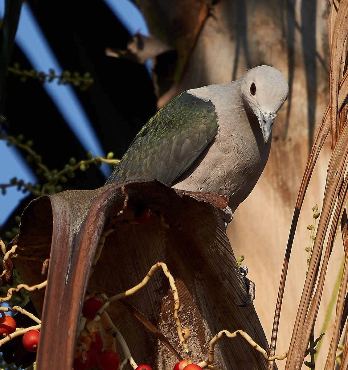 Green Imperial-Pigeon - ML141722261