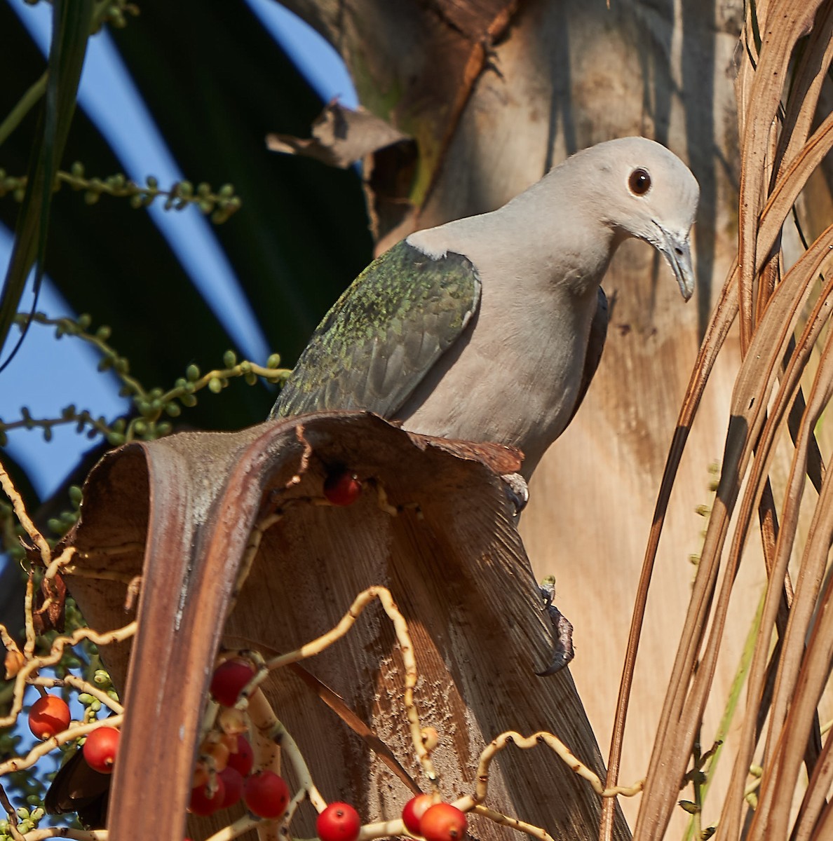 Green Imperial-Pigeon - ML141722271