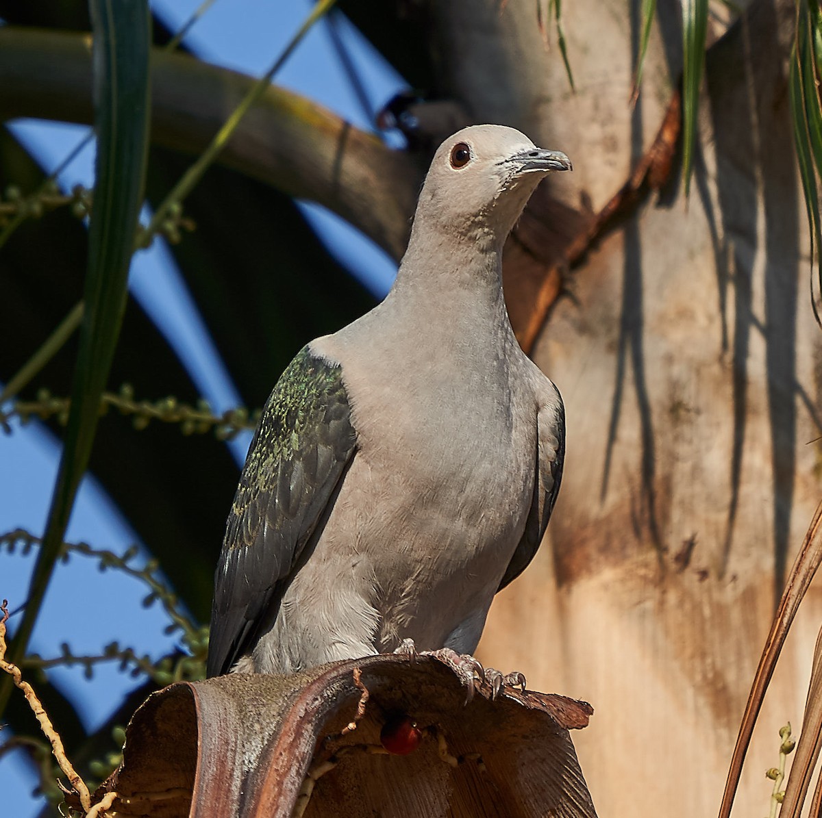 Green Imperial-Pigeon - ML141722291