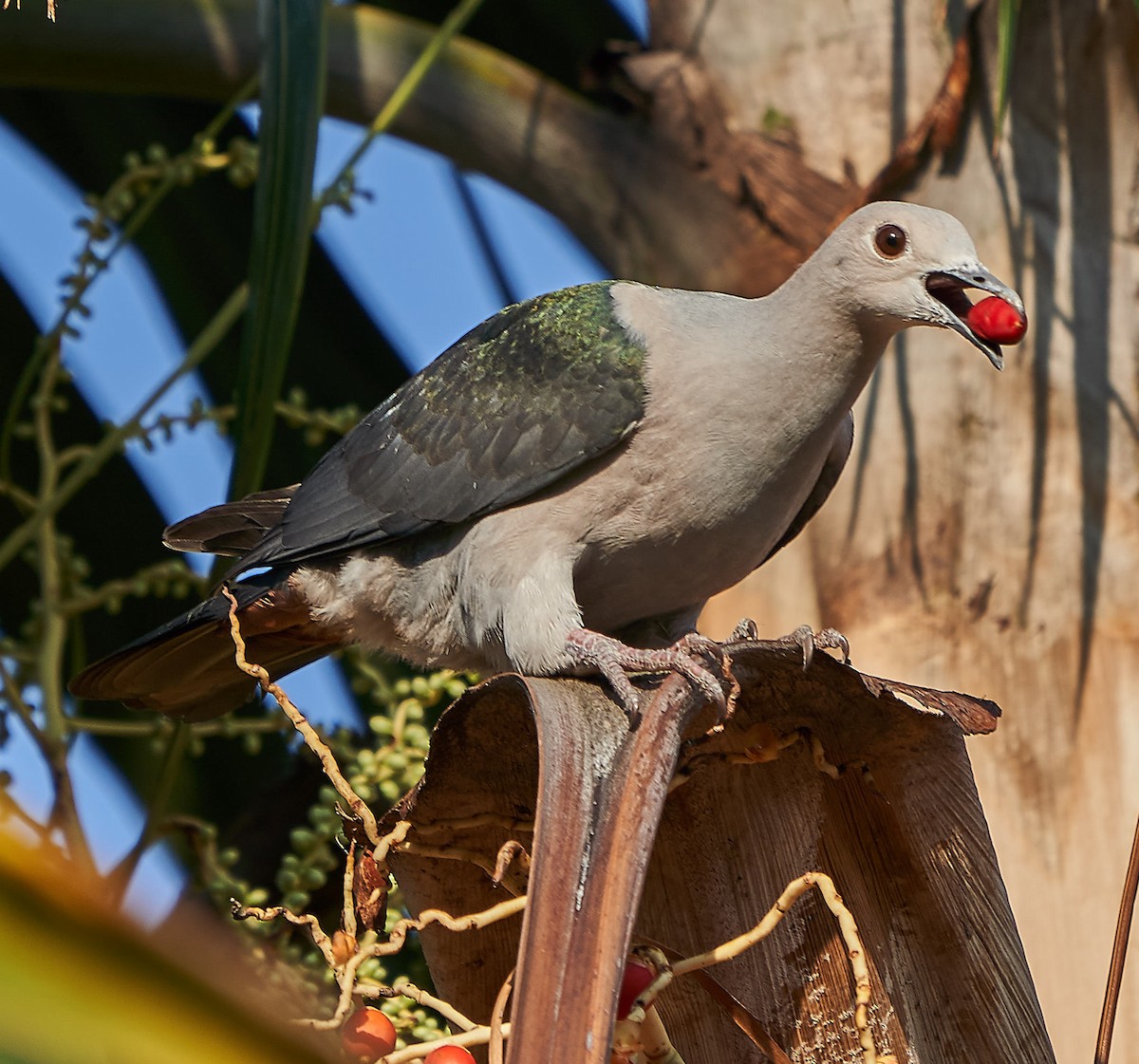Green Imperial-Pigeon - ML141722301