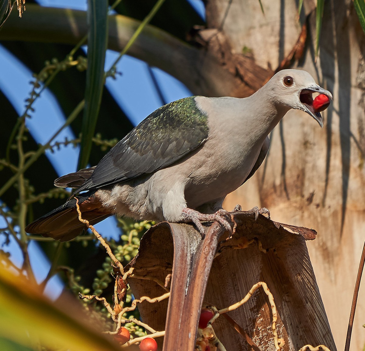 Green Imperial-Pigeon - ML141722311