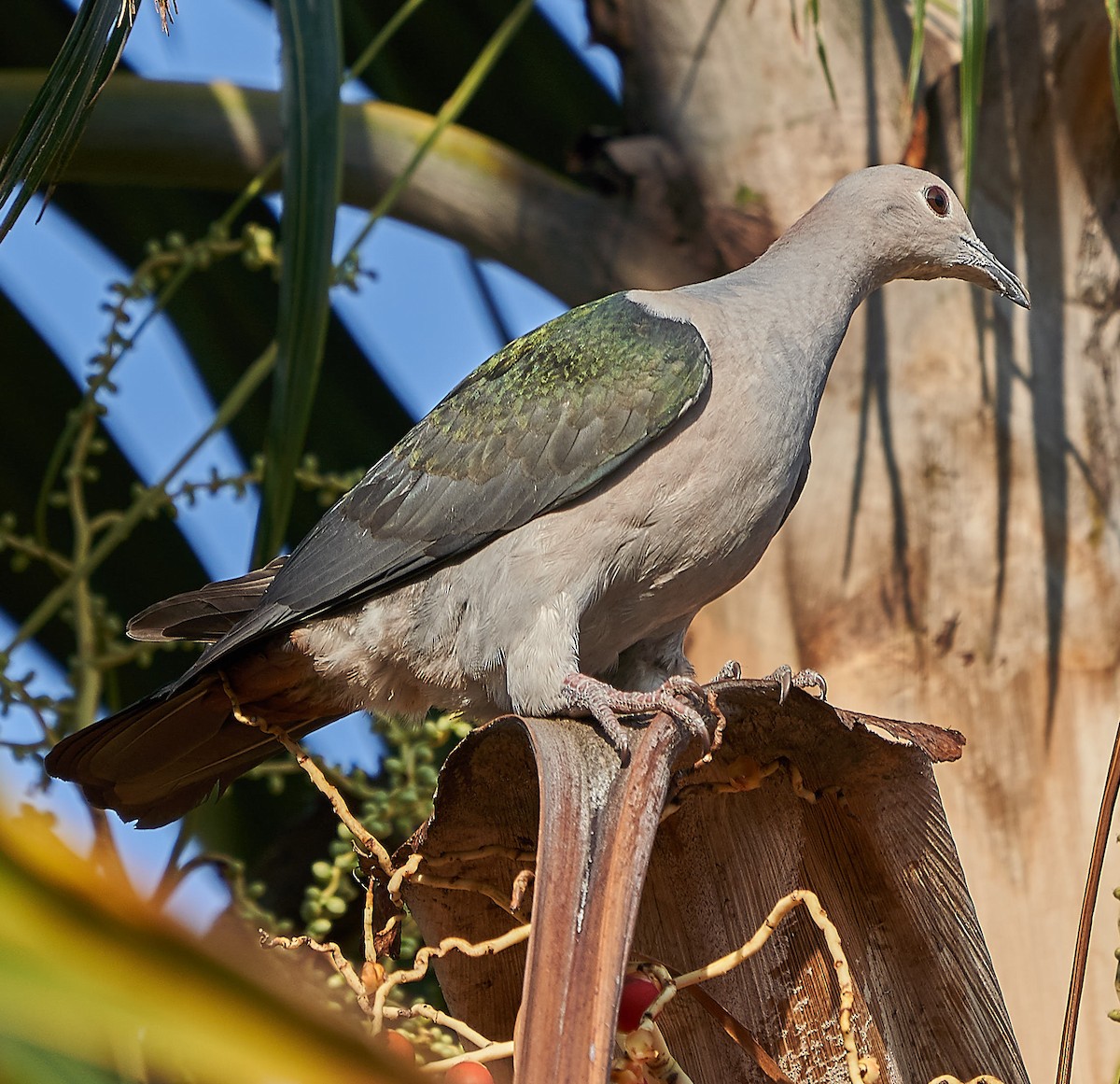 Green Imperial-Pigeon - ML141722361