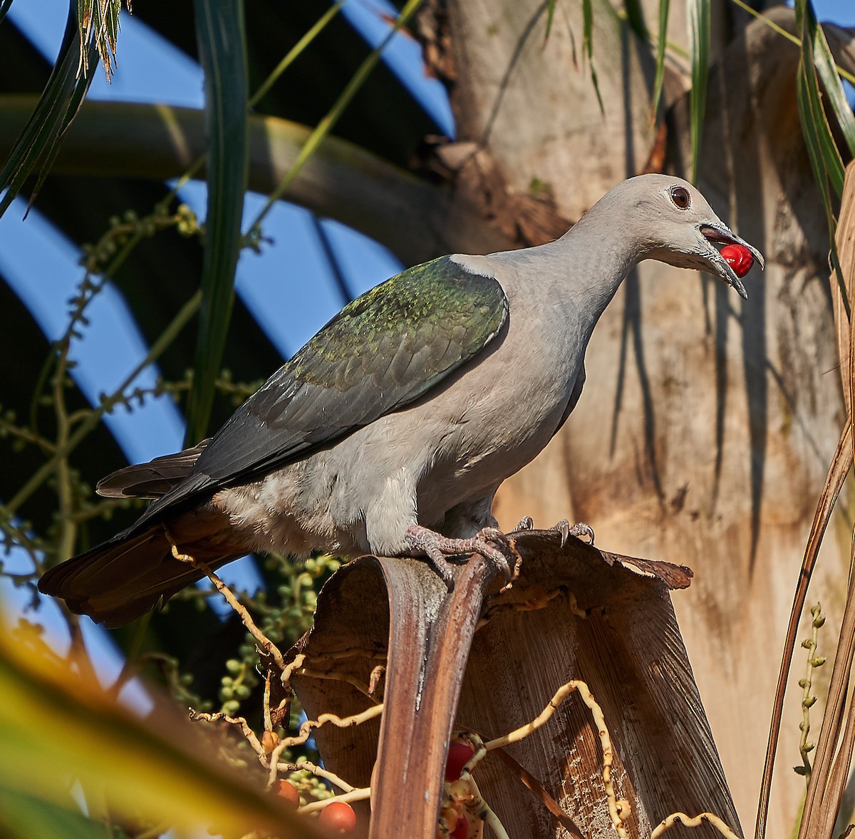 Green Imperial-Pigeon - ML141722371