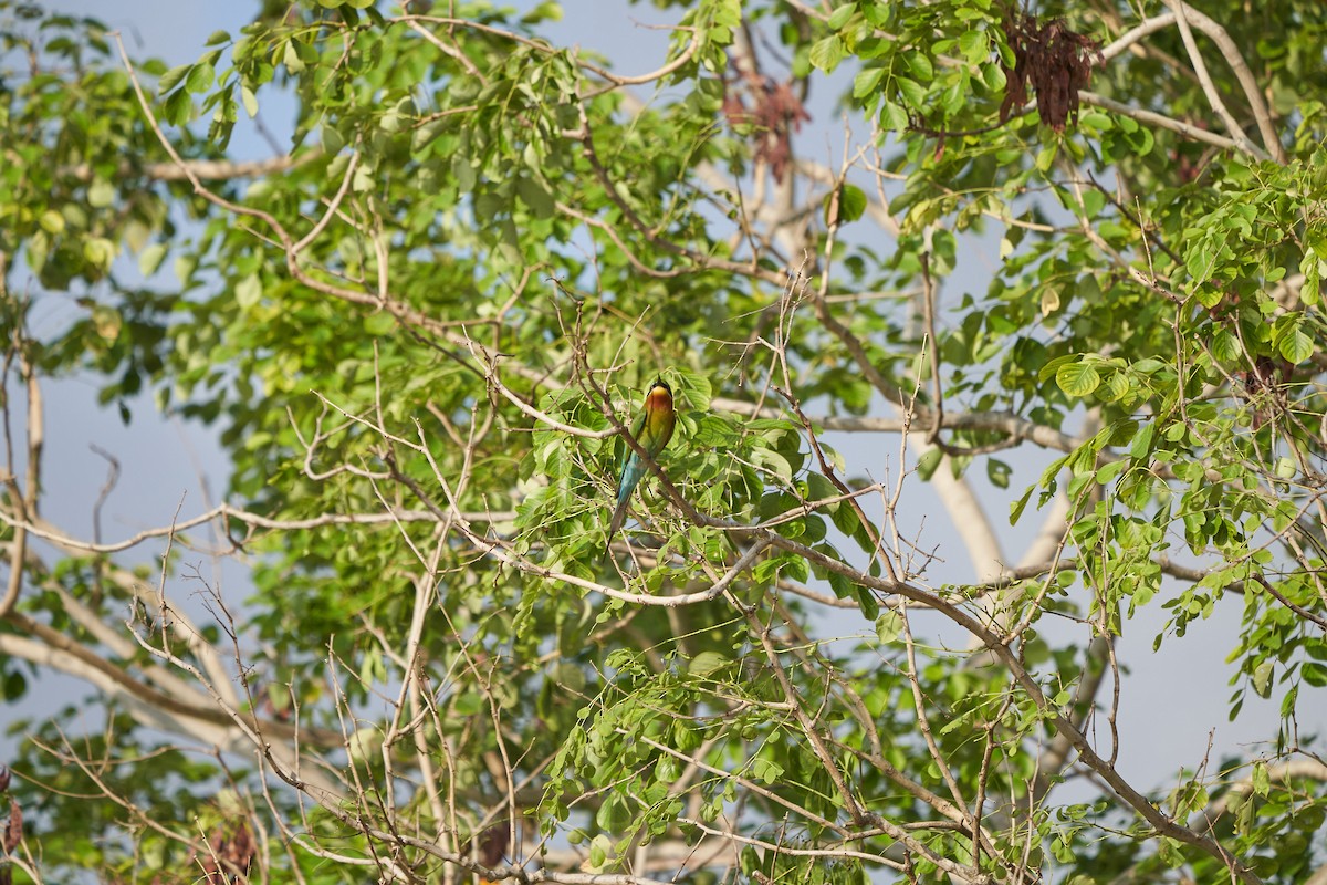Blue-tailed Bee-eater - ML141722761