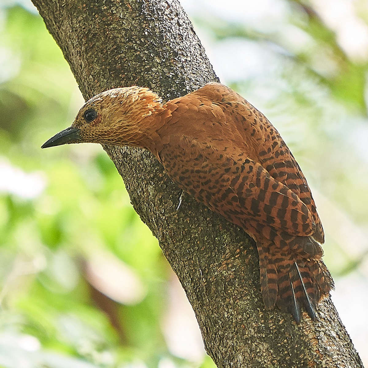 Rufous Woodpecker - ML141723171